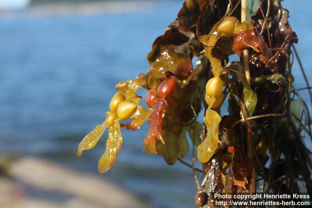 Photo: Fucus vesiculosus 4.