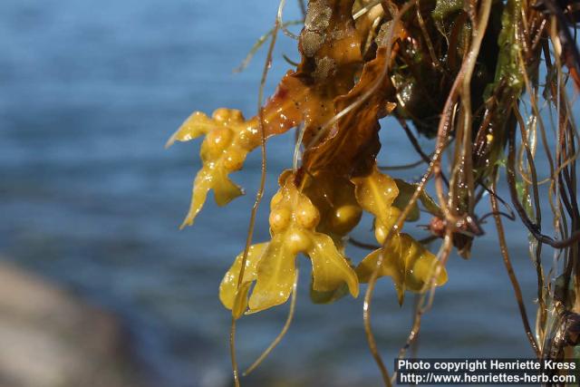 Photo: Fucus vesiculosus 5.