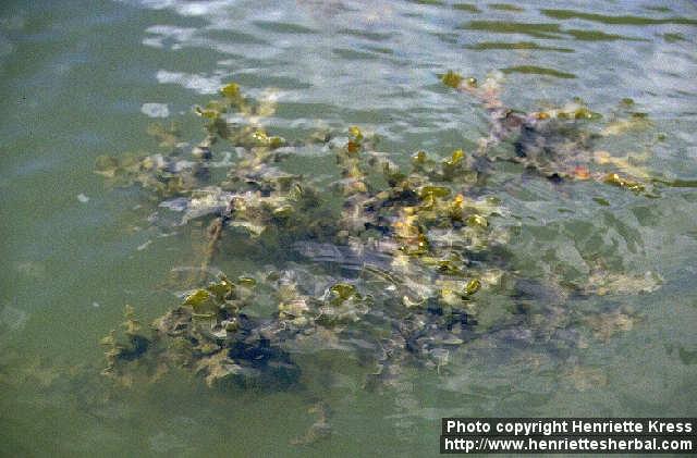 Photo: Fucus vesiculosus 2.