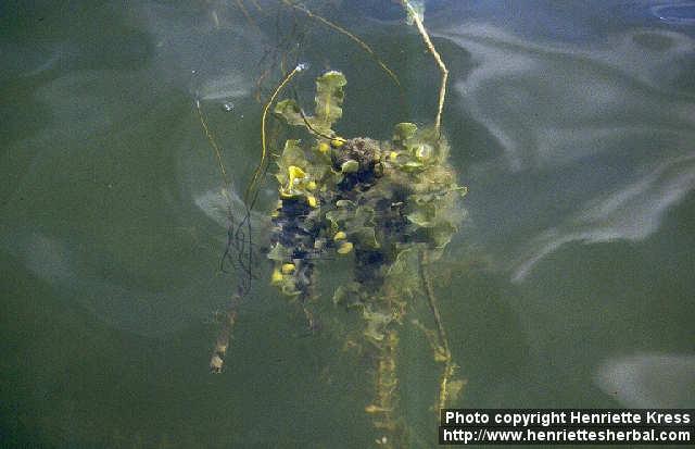 Photo: Fucus vesiculosus.