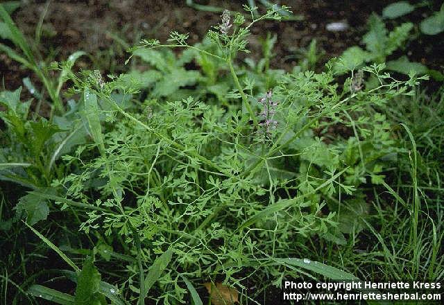 Photo: Fumaria officinalis.