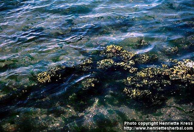 Photo: Fucus distichus.