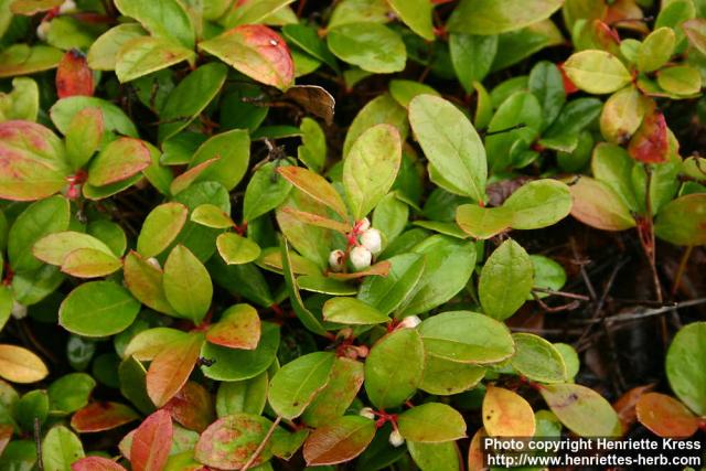 Photo: Gaultheria procumbens 2.