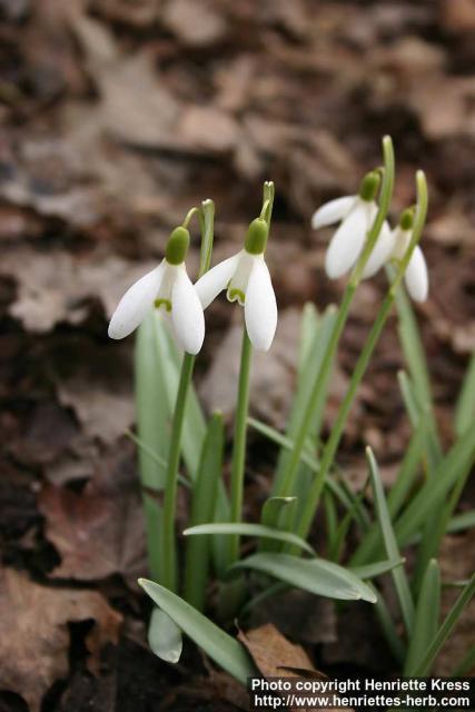 Photo: Galanthus nivalis 1.