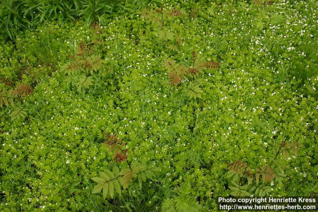 Photo: Galium odoratum 4.