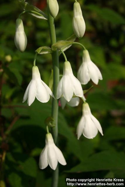 Photo: Galtonia candicans 3.