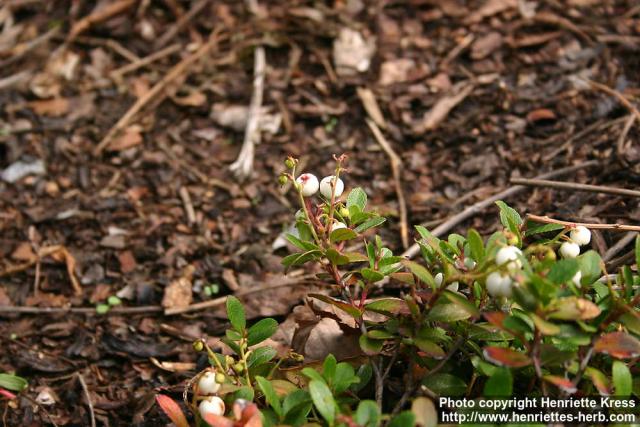 Photo: Gaultheria miqueliana 2.