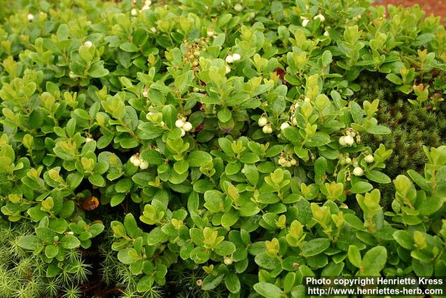 Photo: Gaultheria miqueliana 4.