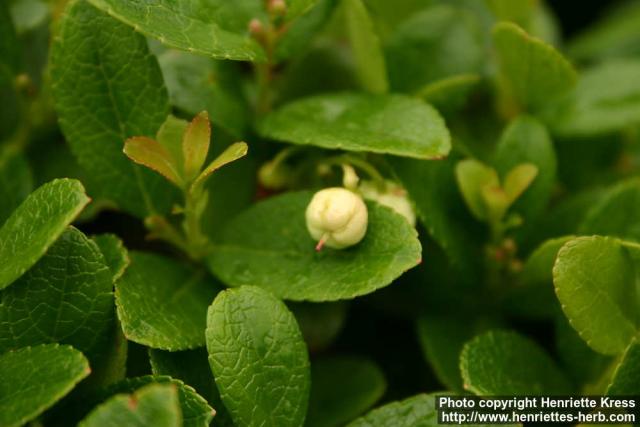 Photo: Gaultheria miqueliana 5.