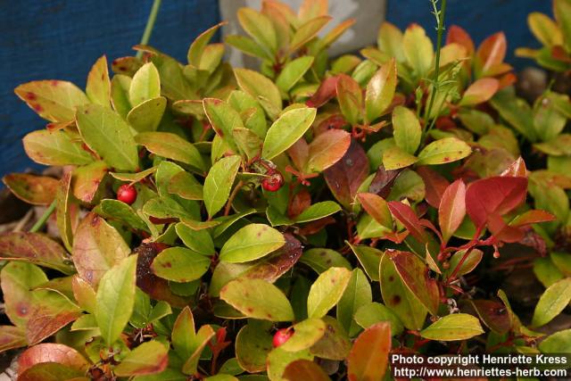 Photo: Gaultheria procumbens 4.