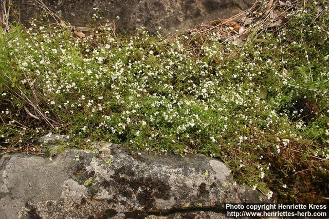 Photo: Galium palustre 1.