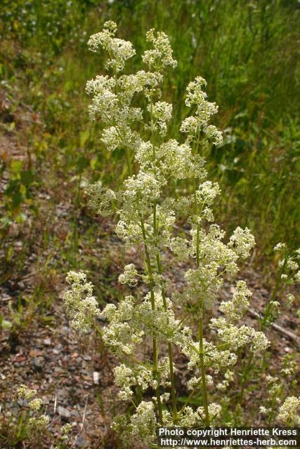 Photo: Galium album 1.