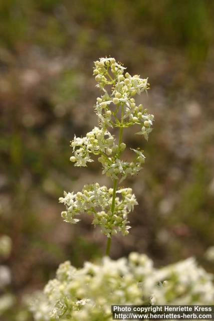 Photo: Galium album 2.