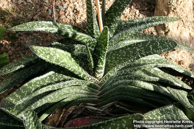 Photo: Gasteria carinata 1.