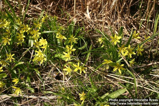 Photo: Gagea lutea 3.