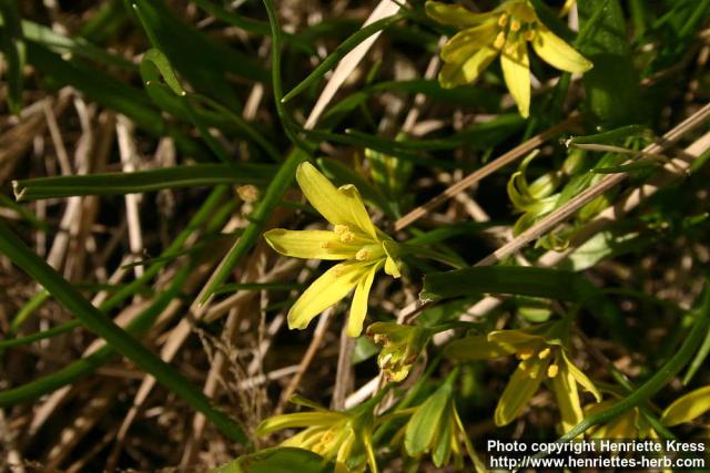 Photo: Gagea lutea 5.