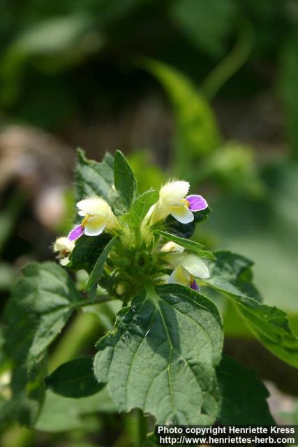 Photo: Galeopsis speciosa 3.