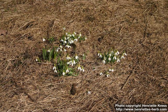 Photo: Galanthus elwesii 0.