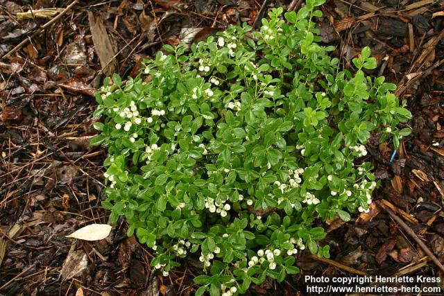 Photo: Gaultheria miqueliana 6.