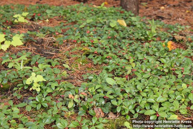 Photo: Gaultheria procumbens 8.