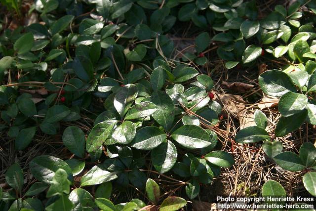 Photo: Gaultheria procumbens 6.