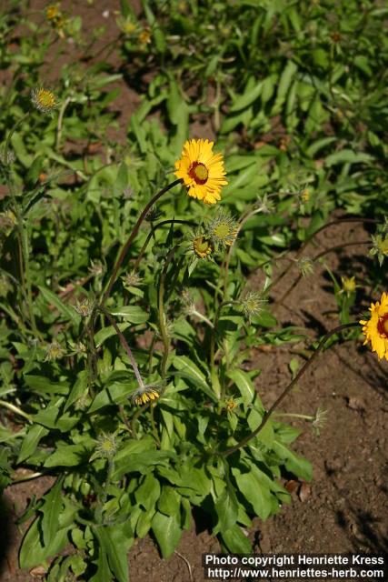 Photo: Gaillardia aristata 2.