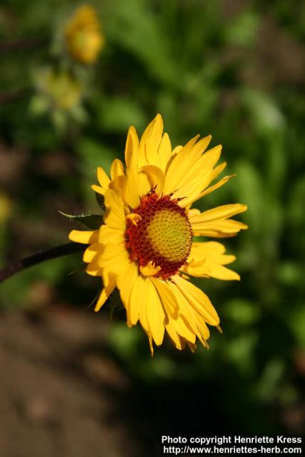 Photo: Gaillardia aristata 3.