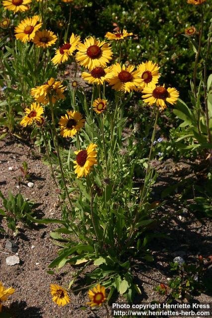 Photo: Gaillardia aristata 4.