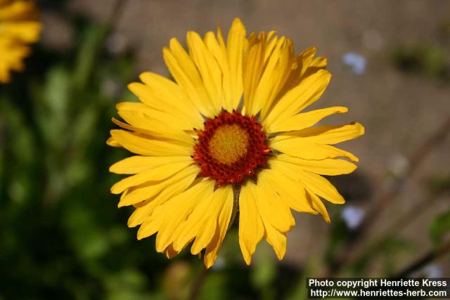 Photo: Gaillardia aristata 6.