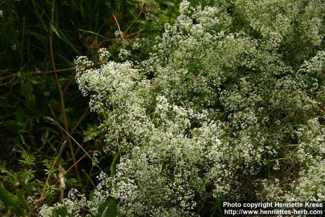 Photo: Galium album 4.