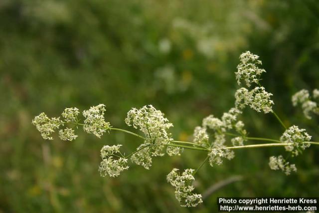 Photo: Galium album 5.