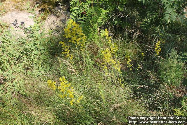 Photo: Galium verum 3.