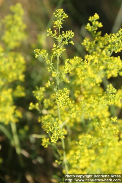 Photo: Galium verum 4.