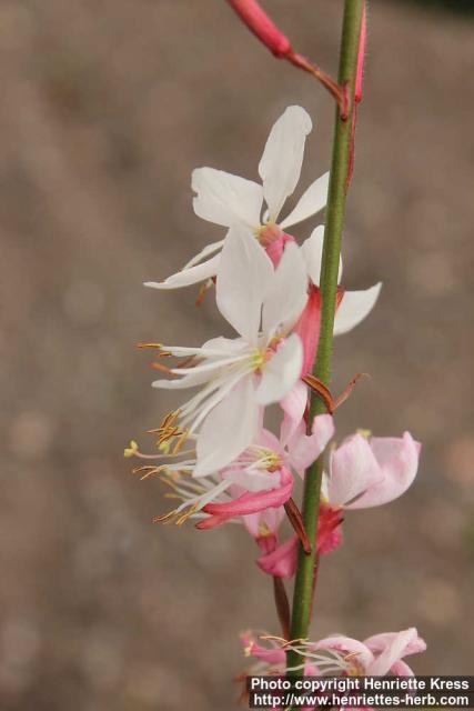 Photo: Gaura lindheimeri 2.