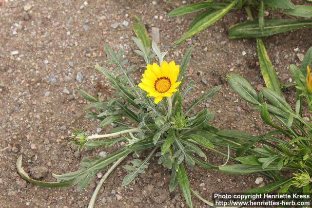 Photo: Gazania rigens 0.