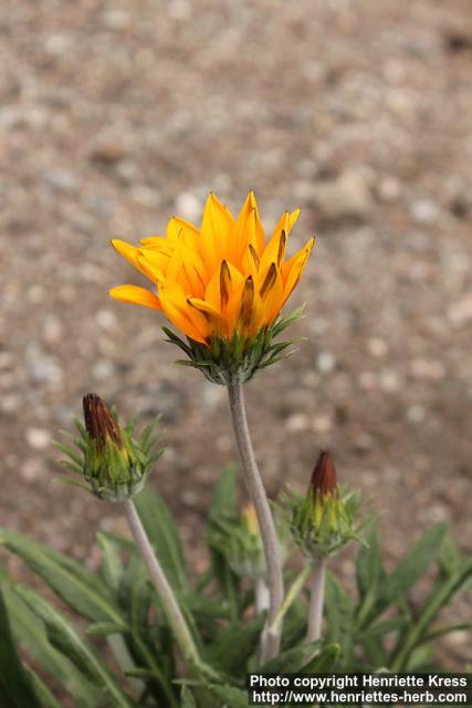 Photo: Gazania rigens 2.