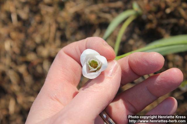 Photo: Galanthus Elwesii 7.