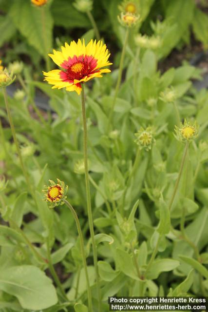 Photo: Gaillardia aristata 09.