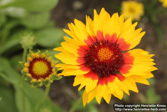 Photo: Gaillardia aristata 11.