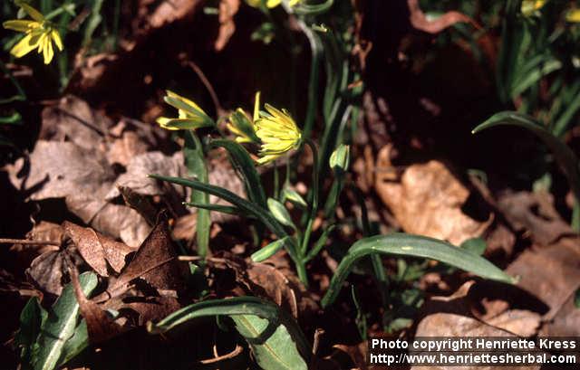 Photo: Gagea lutea 2.