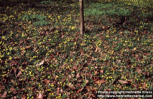 Photo: Gagea lutea.