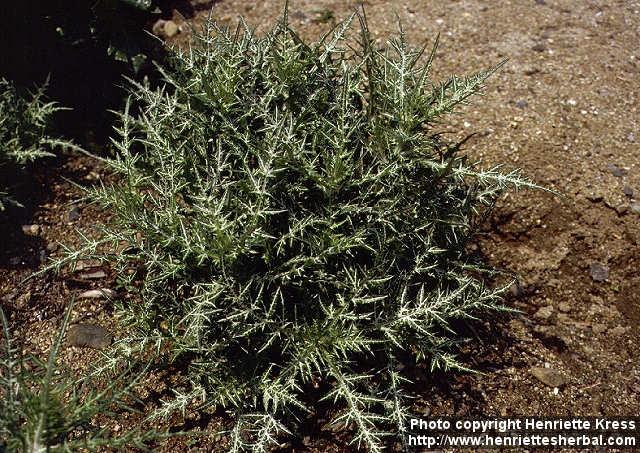 Photo: Galactites elegans.