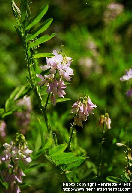 Photo: Galega officinalis 1.