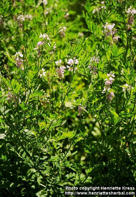 Photo: Galega officinalis.