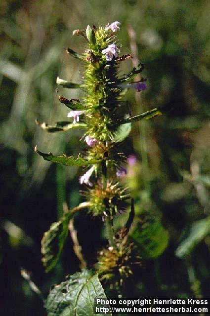 Photo: Galeopsis tetrahit 1.