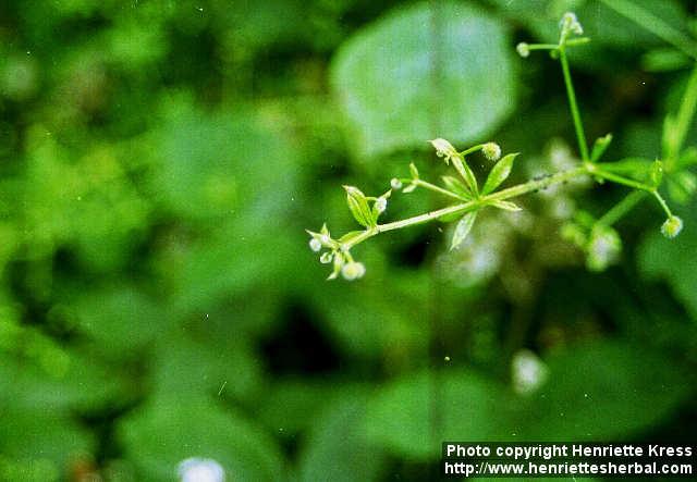 Photo: Galium aparine 6.