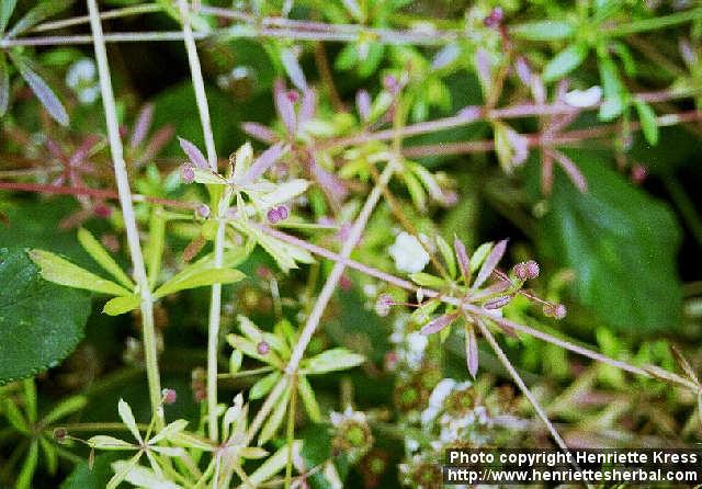 Photo: Galium aparine.