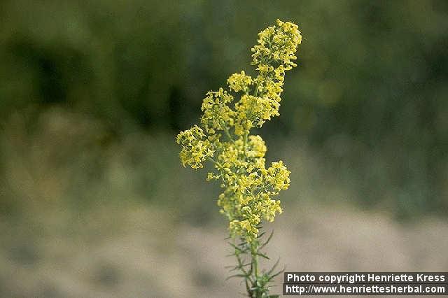 Photo: Galium verum 1.