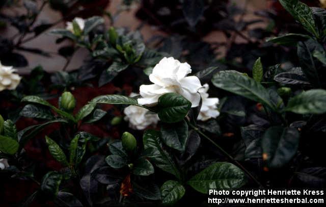 Photo: Gardenia jasminoides 1.