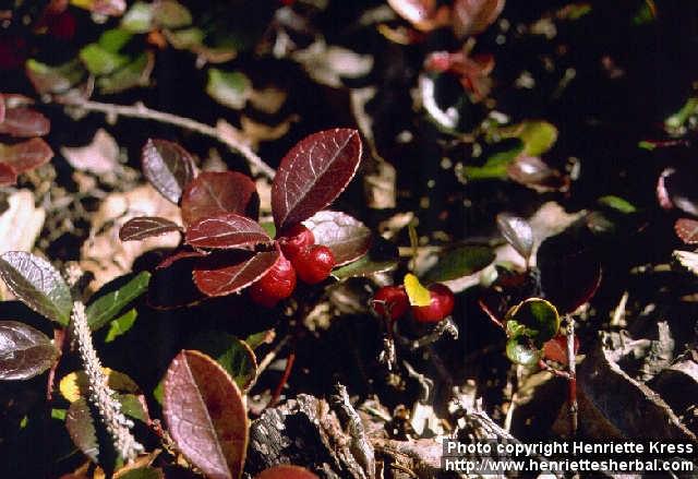 Photo: Gaultheria procumbens 1.